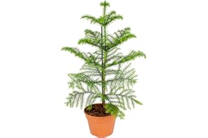 Bloomique - Araucaria Heterophylla - Zimmertanne - Norfolktanne - Zimmerpflanzen - Weihnachtsdeko - Höhe 40-50 cm - Topf 14 cm