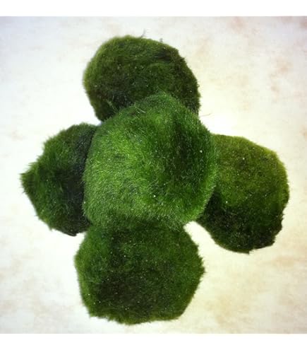 Koud Water Plantenpakket | Aquariumplanten