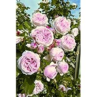 'Giardina' (R), Kletterrose im 4 L Container