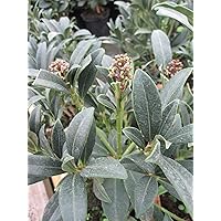 Baumschule Pflanzenvielfalt Skimmia Japonica Foremanii - Japanische Frucht-Skimmie Foremanii