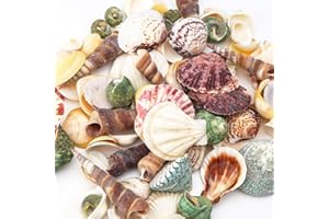 HAKACC Sea Shell Set, 50-70 PCS Assorted Natural Shells for Crafting Vase Fillers Party Home Seaside Decorations