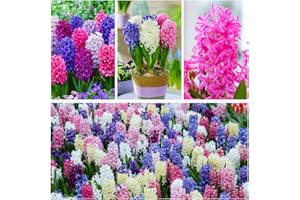 DUTCH BULBS EXCLUSIVE PLANTS FROM HOLLAND Jacintos fragantes Colección Sueño de Primavera (15 unidades), 3 variedades/colores, perenne, resistente al invierno Mezcla de bulbos de Holanda para jardín, maceta, (bulbos grandes, sin semillas)