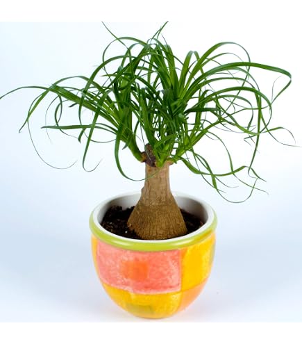 Beaucarnea recurvata Elefantenfu ca. 30 cm  dekorative Zimmerpflanze  Flaschenbaum Wasserpalme  pflegeleicht, luftreinigend, ideal fr  Wohnzimmer, Bro & Geschenkidee : Amazon.de: Garten
