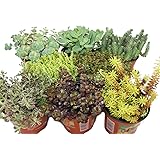 Exotenherz - 8 Winterharte Sedum-Pflanzen - Fetthenne - abwechslungsreiches Farbspiel