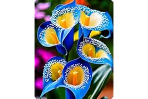 KVHSVB Los bulbos de cala están disponibles en una variedad de colores, perfectos para macetas o jardines.-2bulbos-D