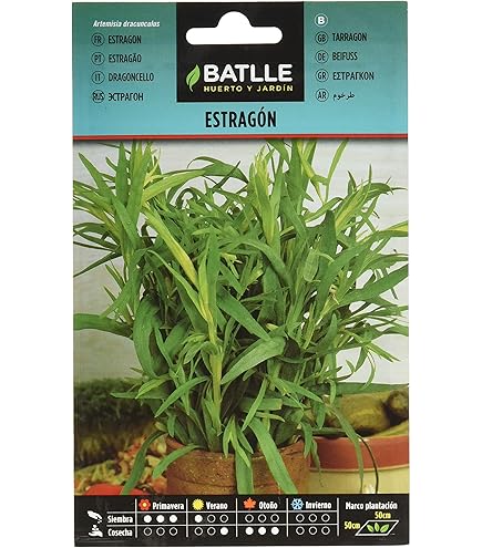 Semi Di Aneto Batlle - Erba Aromatica Per Cucina 20cm - Foto 4