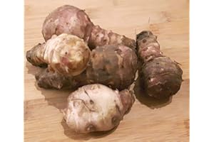 CORNWALL PLANTS Helianthus tuberosus 'Fuseau' Jerusalem Artichoke. Hardy Perennial with Edible tubers. 5 tubers to Plant Now