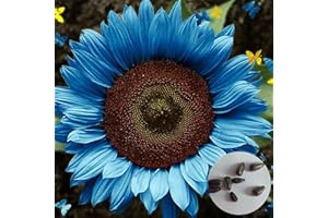 Haloppe Packung mit 50 Sonnenblumen-Pflanzensamen zum Pflanzen im Hausgarten, Pflanzensamen, gentechnikfrei, hellblaue Sonnenblumensamen zum Pflanzen 50 Stück