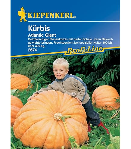 Seedeo® Riesenkürbis Atlantic Giant Samen - 7 Samen Für Monströse Kürbisse Bis 70 Kg