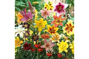50 x Super Summerliljelökar Superkollektion, minst 20 sorter | fleråriga och vinterhärdiga blomsterlökar mix, en blandning från Holland för trädgård och krukor