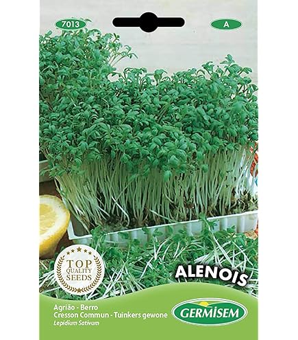 Semi Di Aneto Anethum Graveolens - Confezione Da 4g (~2000 Semi), Pianta Aromatica Annuale - Foto 2