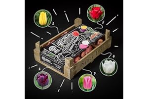 BOLT AMSTERDAM SINCE 1936 Caja de tulipanes “UNICORN TREASURE” de BOLT Amsterdam - Bulbos de tulipán - 100 piezas - 5 colores Muy adecuado como regalo (1 paquete)