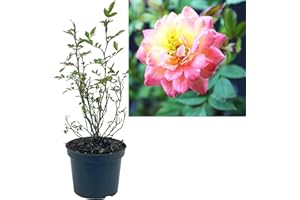 INTRAGARTEN GMBH Rose mehrfarbig 3 Stück | Bodendeckerrose Rosa the Fairy Intragarten im Topf gewachsen Rosenbusch
