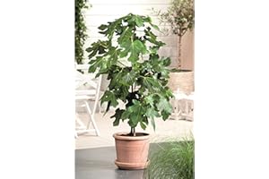 SUTTONS EST. 1806 Fig Bush Brown Turkey, Ficus carica, Delicious Soft Fruit, Ideal for Containers, 1 x 3-Litre Potted Plant by Suttons