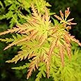 Acer palmatum 'Seiryu' | Japanese Maple Deciduous Potted Trees for Small Gardens | Premium Bushy Plant Shrub Tree in Pot (15-30cm (Incl. Pot))