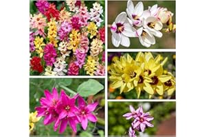 OLIWIER'S BULBS 20x Ixia Mixed Bulbs African Corn Lily Mix Multi-Coloured Flowers Beautiful Autumn Planting Garden Perennial Plant Size 5/6