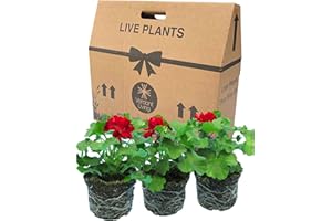 VERDANT LIVING Geranium Plants Live for Planting - 3 Large Garden Ready Plants 1ltr Pot Size. Well Rooted & Established Pot Bedding, Adding Flower Colour to Containers, Baskets, Patios & Beds. Calliope Dark Red