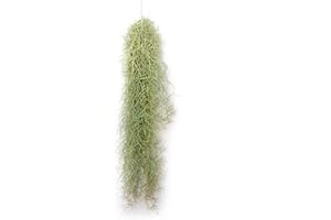 PLANDAIRE - Air Plante Tillandsia Usneoides - Air Plante Sans Terre Vivante - Tillandsias plantes vraies - Plantes Interieur Naturelle - Tillandsia Vraie Plante Plantes Aériennes (1, 50-60 cm)