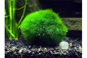 Aquatic Arts 2 Giant Marimo Moss Balls (1.5-2.5 inches, 8-15 Years Old!) - Over 5X AS Large AS Nano MARIMO! - Great for Fish, Shrimp, and Snails! by Aquatic Arts
