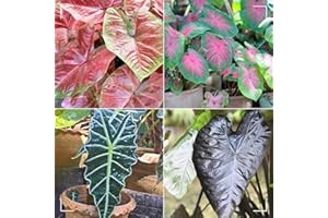 MHTSNW Oreja de elefante bulbos,Colocasia plantas,bulbos de alocasia,elefante orejas Bulbos,bulbo oreja de elefante,natural colocasia,elefante planta,Plantas de interior y exterior.-5bulbos-greenF