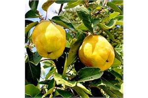 Quince Tree 'Champion' 4-5ft Tall, Bare Root, Ready to Fruit.Make Tasty Pies & Jelly 3fatpigs®