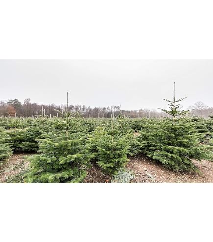 Nordmann-Tanne - Abies nordmanniana Weihnachtsbaum Tannenbaum Topf-Pflanze  Immergrn Winterhart Tannen von Garten Schlter - Pflanzen in Top Qualitt  : Amazon.de: Kche, Haushalt & Wohnen