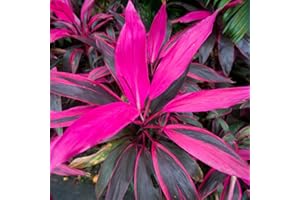 GARDENERSDREAM Cordyline Tango de | Árbol col de Hoja Perenne para Hogar o Oficina 30-40 cm en Maceta