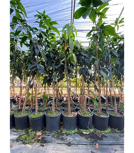 PIANTA DI MANGIFERA INDICA MANGO PALMER INNESTATA FOTO REALI H 140CM - Foto 14