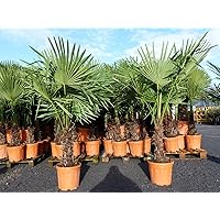 JH Grünwaren XXL Palme winterhart 160-180 cm Trachycarpus fortunei, Hanfpalme, Top-Qualität