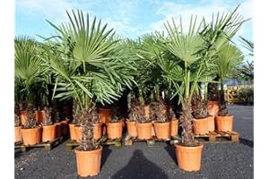 GRUENWAREN JAKUBIK JH Grünwaren XXL Palme winterhart 130-160 cm Trachycarpus fortunei, Hanfpalme, Top-Qualität