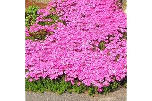 HIBORTH 400 pièces Graines de Thym Serpolet Rouge – Plante Vivace Couvre-Sol, Graines Non-OGM de Fleurs Anciennes pour Jardin et Balcon (Rose)