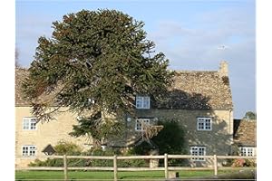 TREE ONLINE NURSERY Araucaria ARAUCANA Monkey Puzzle Tree Evergreen Exotic Edible, 8-10cm Tall Starter Plant in a 7cm Pot