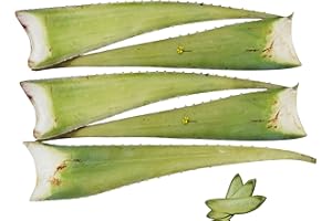 HEALTH FOR ALL · BACK TO OUR ROOTS · KEXMY Feuille d'aloe Vera Bio 60 x 15 x 15 Vert