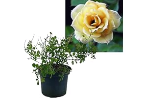 INTRAGARTEN GMBH Rose gelb 1 Stück | Bodendeckerrose Rosa the Fairy Intragarten im Topf gewachsen Rosenbusch