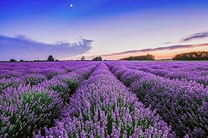 TU PROPIO JARDÍN 300 semi di lavanda lavanda (Lavandula angustifolia)