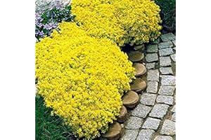 Luojuny Thymian-Samen, 400 Stück/Beutel Kriechende Thymian-Samen, ertragreich, einfach zu züchten, mehrjährige Bonsai-Samen für Rasen Gelb