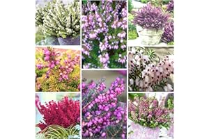 GrowOn Shrubs [x8] Winter Heather Erica Darleyensis Collection | Variety-Pack | Evergreen Shrubs | Outdoor Garden Ready Plants | Winter to Spring Flowering | Red, Pink, White Flowers