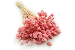 ‎ENCHANTED Enchanted Dekogras Getrocknetes Gras Ziergras Kanariengras Phalaris Trockenblumen Natürlich Boho Ca. 100 Stück 80 g Hellrosa