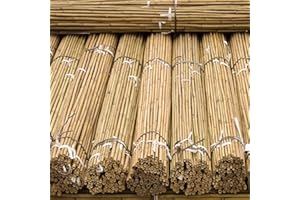 FlickBuyz Gardens Strong Thick Heavy Duty Professional Bamboo Plant Support Garden Canes (10, 6FT, 10-12MM)