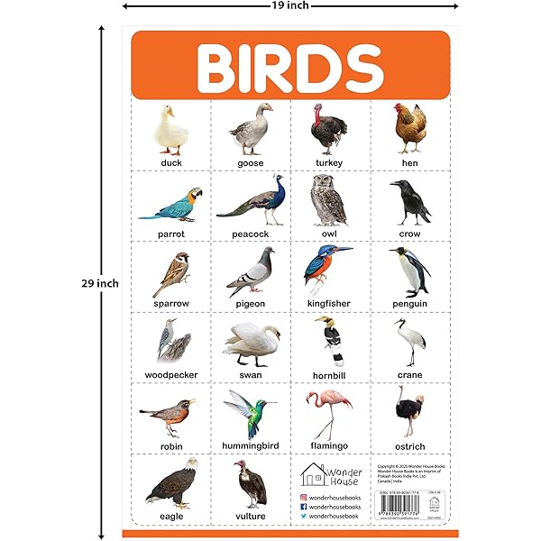 Birds Chart for Kids