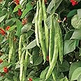 Suttons Bean (Runner) Seeds - Scarlet Emperor, Vegetable Seed, Approx. 50 Seeds per Pack, Grow Your own, Ideal for Beds and Borders