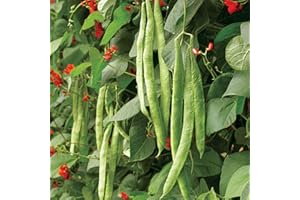 SUTTONS SEEDS Suttons Bean (Runner) Seeds - Scarlet Emperor, Vegetable Seed, Approx. 50 Seeds per Pack, Grow Your own, Ideal for Beds and Borders