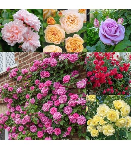 Zxxyanbi Rare Live Combo-3 Colour) Climbing Rose Flower Plant