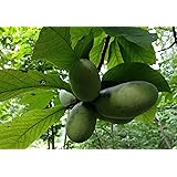 Indianerbanane Asimina triloba Pflanze 35-40cm dreilappige Papau Pawpaw Rarität
