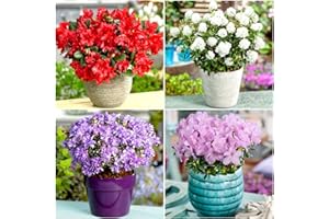 GrowOn Shrubs [x4] Dwarf Rhododendron Collection | Variety-Pack | Evergreen Shrubs | Outdoor Garden Ready Plants | Spring Flowering | Red, Pink, Purple, White, Yellow Flowers