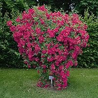 Kordes Rosen Super Excelsa Kletterrose, karminrosa, 12 x 12 x 40 cm