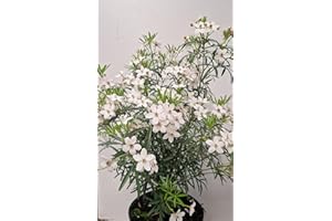 PLANTENWELT winterharte Orangenblume Choisya Aztec Pearl 30-40 cm hoch im 3 Liter Pflanzcontainer