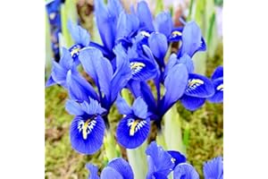 Woodland bulbs® 50 x Iris Bulbs ‘Reticulata’ Dwarf Spring Flowering Iris Bulbs - Plant with Snowdrops (Free UK P&P)