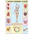 HP15S | TeachingNest | Human Lymphatic System Chart 70x100 cm | English | Human Physiology Chart | Synthetic | Wall Sticking [Wall Chart] teachingnest and Human Physiology Charts