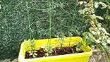 Relaxdays 10023296 Soporte Plantas Trepadoras, Pack de 2 ...
